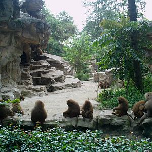 Singapore Zoo: circa 2010
