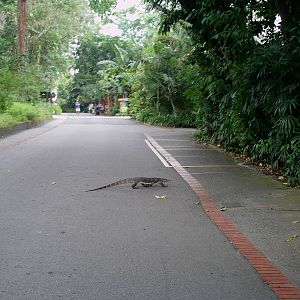 Singapore Zoo: circa 2010
