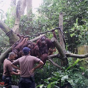 Singapore Zoo: circa 2010