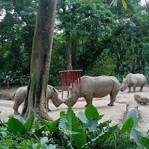 Singapore Zoo: circa 2010