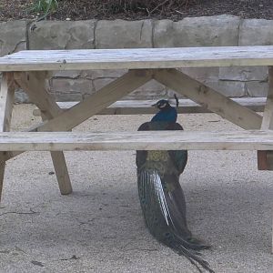 Sheltering from the rain, 13th April 2016