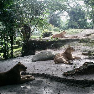 Singapore Zoo: circa 2010