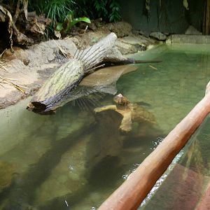 Singapore Zoo: circa 2010