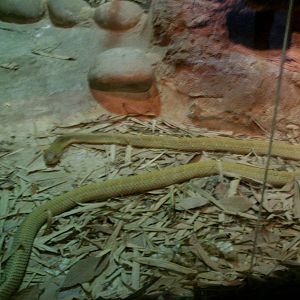 Singapore Zoo: circa 2010