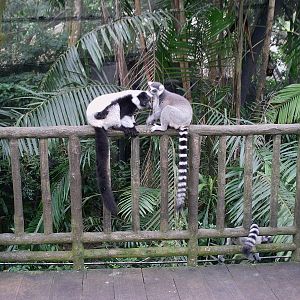 Singapore Zoo: circa 2010