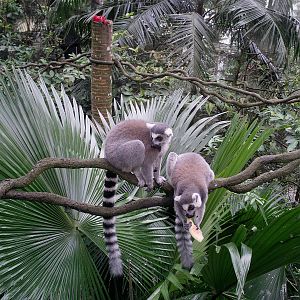 Singapore Zoo: circa 2010