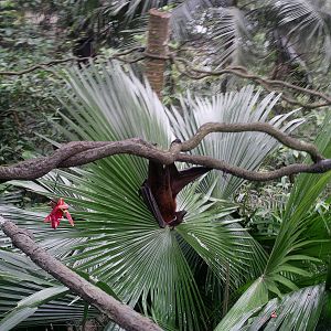 Singapore Zoo: circa 2010