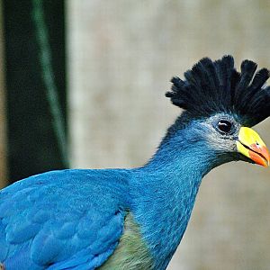 Great blue turaco