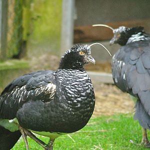 Horned screamer