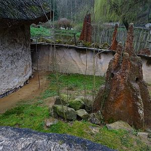 Zoo Jihlava 04/2016: banded mongoose enclosure