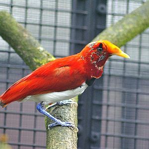 King bird-of-paradise