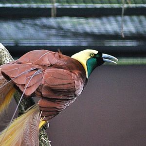 Greater bird-of-paradise