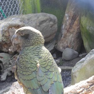 Wellington zoo: circa 2010