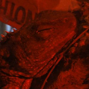 Wellington zoo: circa 2010