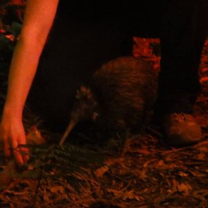 Wellington zoo: circa 2010