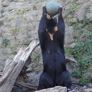 Wellington zoo: circa 2010