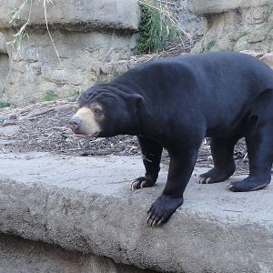 Wellington zoo: circa 2010