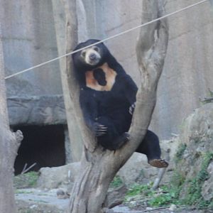 Wellington zoo: circa 2010