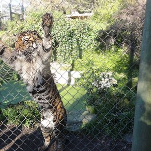 Wellington zoo: circa 2010