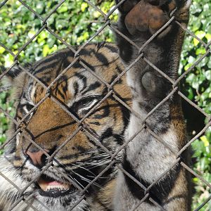 Wellington zoo: circa 2010