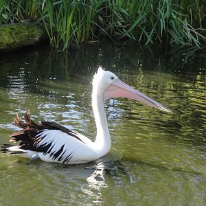 Wellington zoo: circa 2010