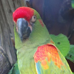 Wellington zoo: circa 2010