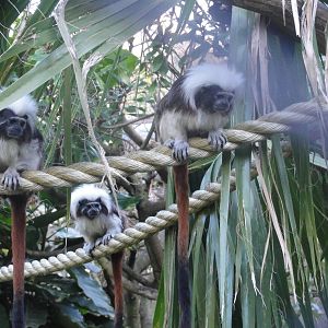 Wellington zoo: circa 2010