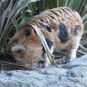 Wellington zoo: circa 2010