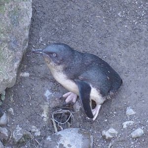 Wellington zoo: circa 2010