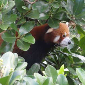 Wellington zoo: circa 2010
