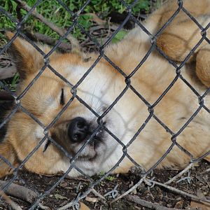 Wellington zoo: circa 2010