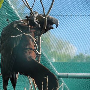 Wellington zoo: circa 2010