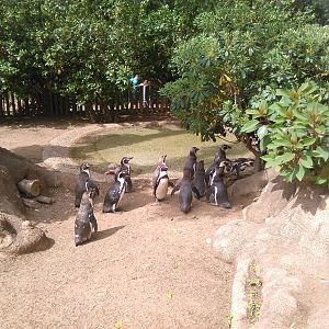 Humboldt penguin temporal exhibit.