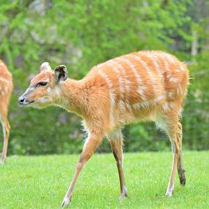Sitatunga
