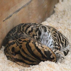 Ocelot