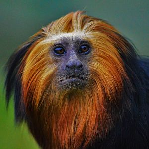 Golden Headed Lion Tamarin