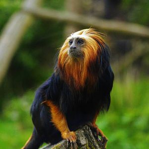 Golden Headed Lion Tamarin