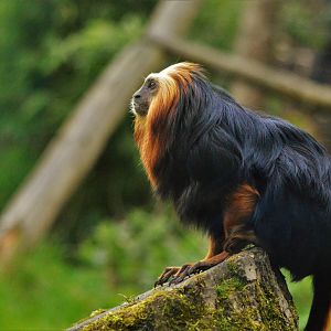 Golden Headed Lion Tamarin