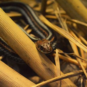 San Francisco Garter Snake