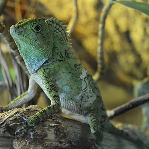 Chameleon Forest Dragon