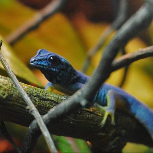 Turquoise dwarf gecko