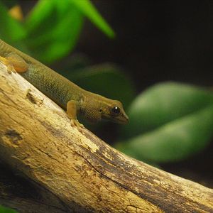 Turquoise dwarf gecko