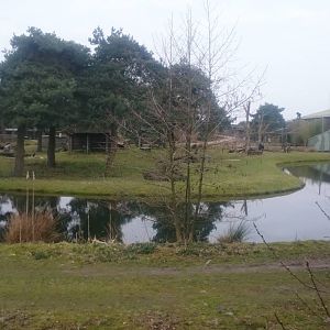 Gorilla and Colobus enclosure
