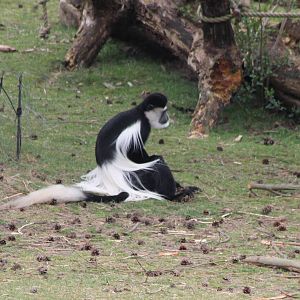 Colobus