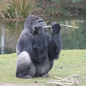 Western lowland gorilla