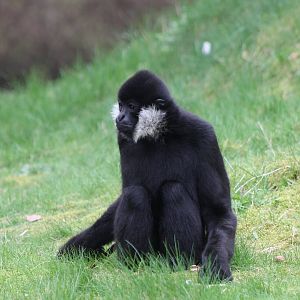 White-cheeked gibbon