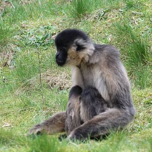 White-cheeked gibbon