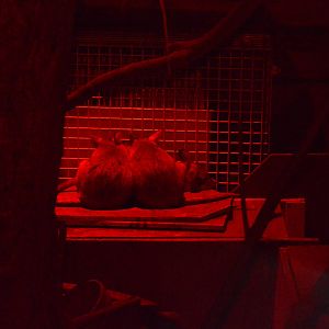 Madagascan Giant Jumping Rats