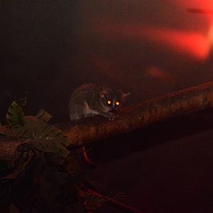 Grey Mouse Lemur