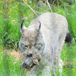 One-eyed European Lynx eating a quail